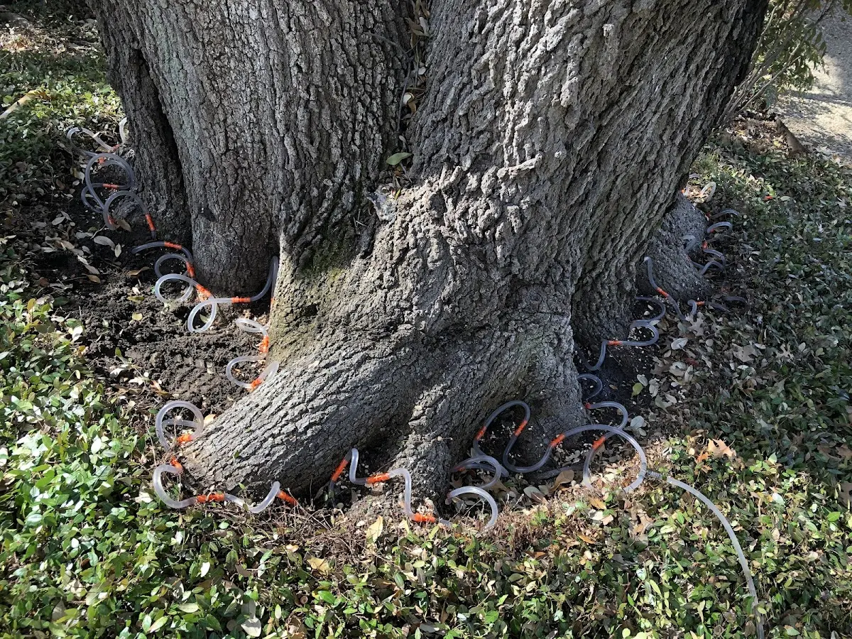 Detailed Tree Cabling and Bracing job site in New Salem