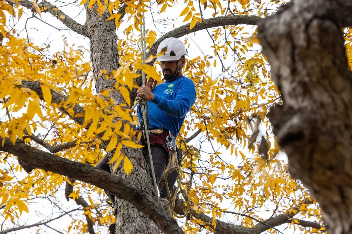 Skilled Tree Planting crew working in New Salem